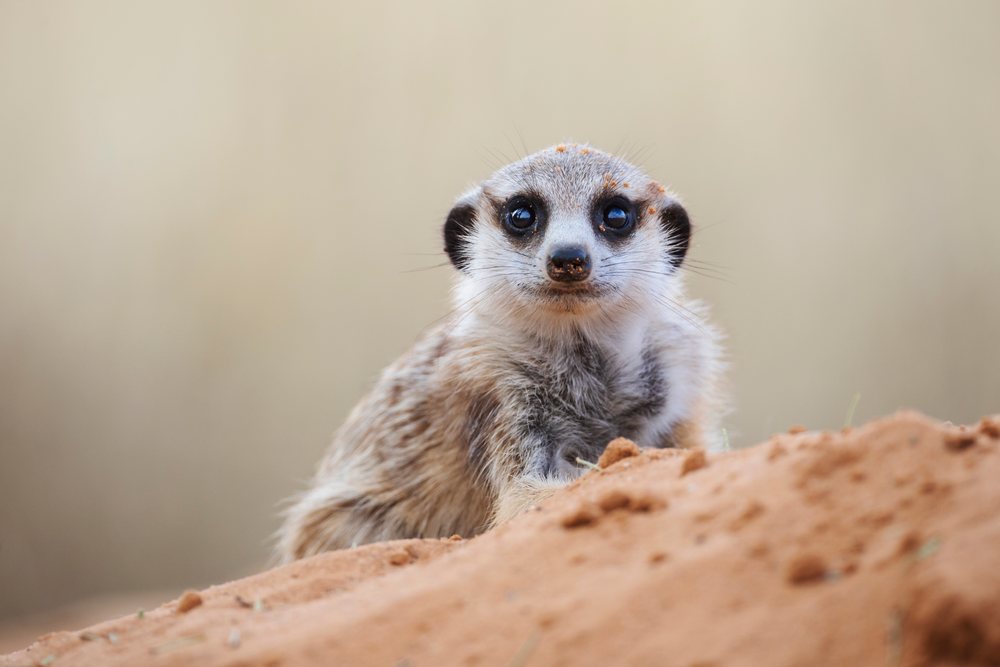 Meerkat pup sits alert on sandy soil in the Kalahari Desert, Wildlife, Vanzylsrus, Northern Cape, South Africa.