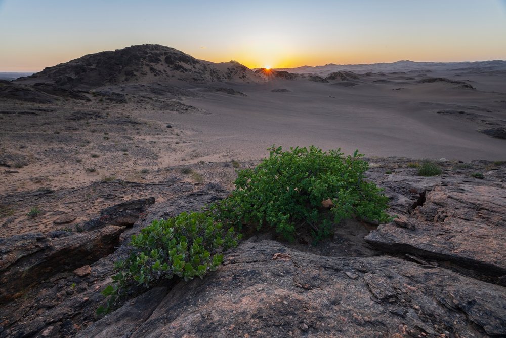 Sunset illuminates rocky formations and green shrubs in the sandy desert of, landscape, wildlife, Hoanib River Valley, Kunene Region, Namibia.