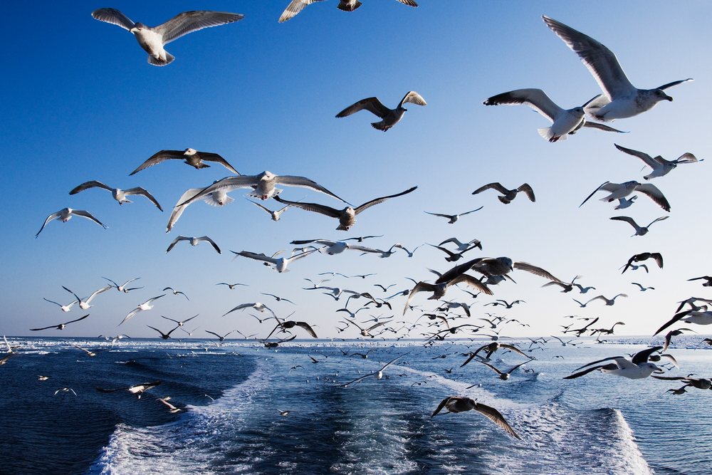 Many seagulls fly over the ocean wake behind a boat, Shiretoko Peninsula, Hokkaido during winter, Japan, Asia.
