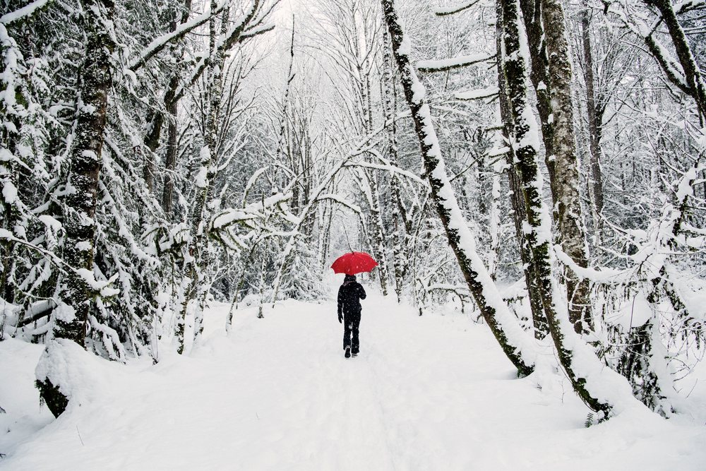Person walks carrying a red umbrella along a snow-covered forest path during a snowy winter day, USA.