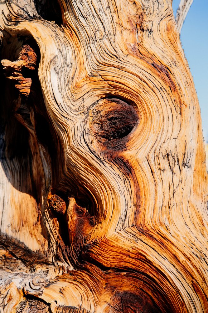 Close-up of weathered tree bark showing detailed wood grain pattern in a natural outdoor setting, Great Basin, endorheic watersheds, North America, USA.
