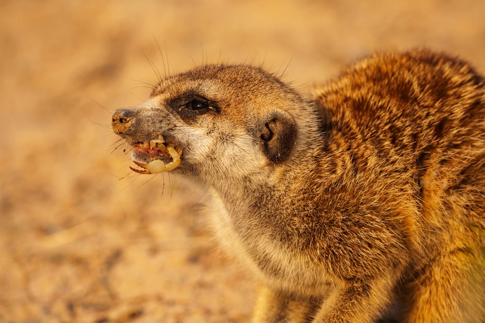 Meerkat and eating a Scorpion in its natural habitat in the Kalahari Desert, Wildlife, Vanzylsrus, Northern Cape, South Africa.