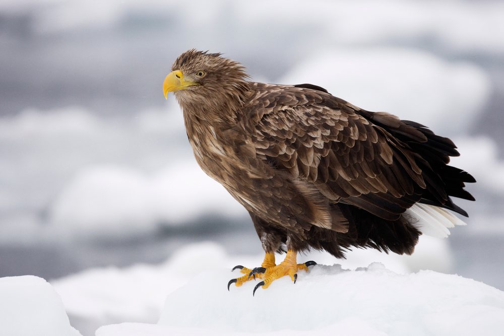 White-tailed eagle with brown and white feathers perched on snow-covered ice in a cold outdoor environment, Shiretoko Peninsula, Hokkaido, Japan.