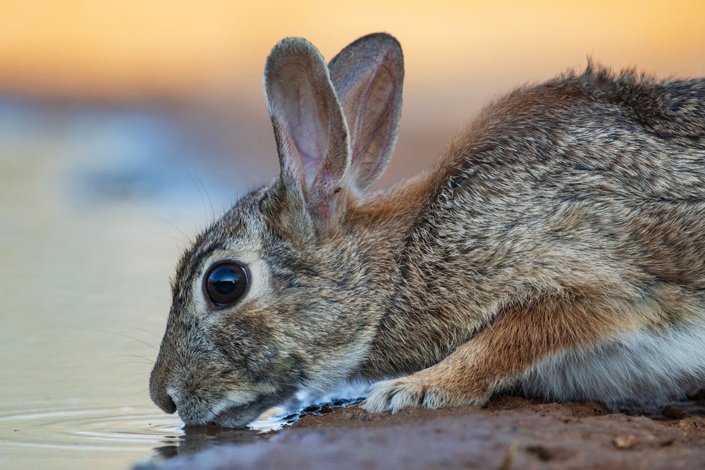 Wild eastern cottontail rabbit drinks water at a natural waterhole in Santa Clara Ranch, Wildlife, McCook, Texas, USA.