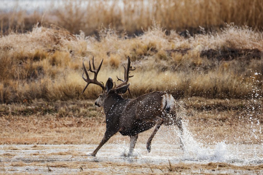 Mule Deer Buck with large antlers running through shallow Water in a dry grass wetland at Bosque del Apache, landscape, wildlife, San Antonio, New Mexico, USA.