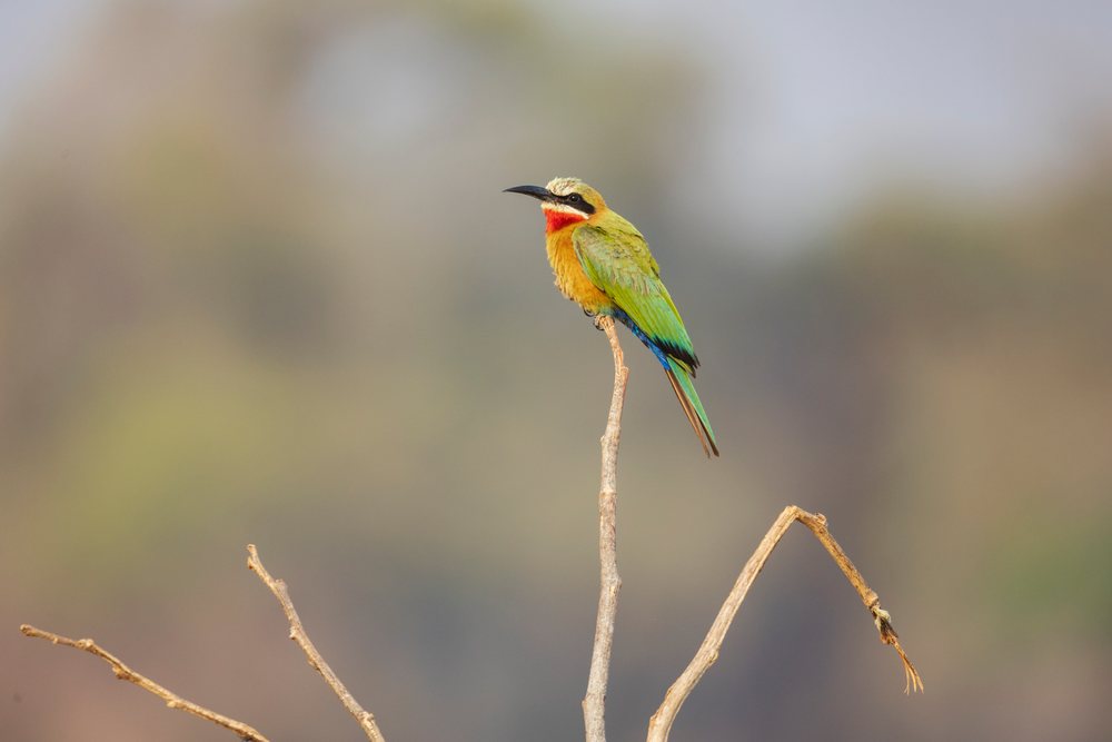 White-Fronted Bee-Eater perched on a dry branch, Wildlife, Mfuwe, South Luangwa National Park, Zambia.