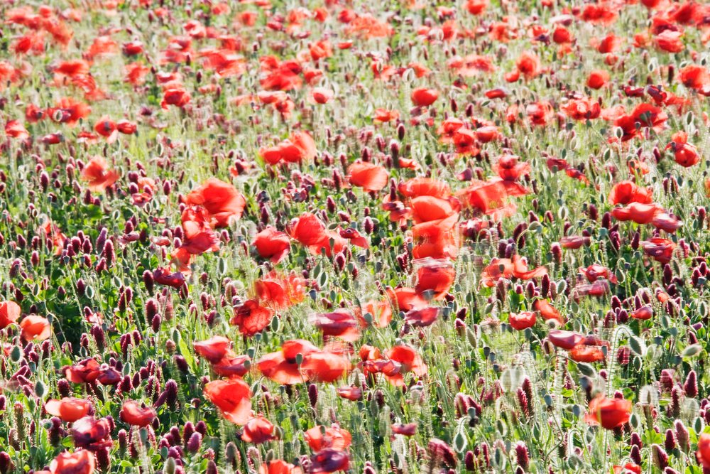 Wide field densely covered with red poppy flowers and mixed wildflowers in rural, Tuscany, Italy.