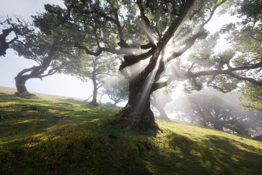 Sunlight streams through misty leafy trees in a green forest, Madeira Island.