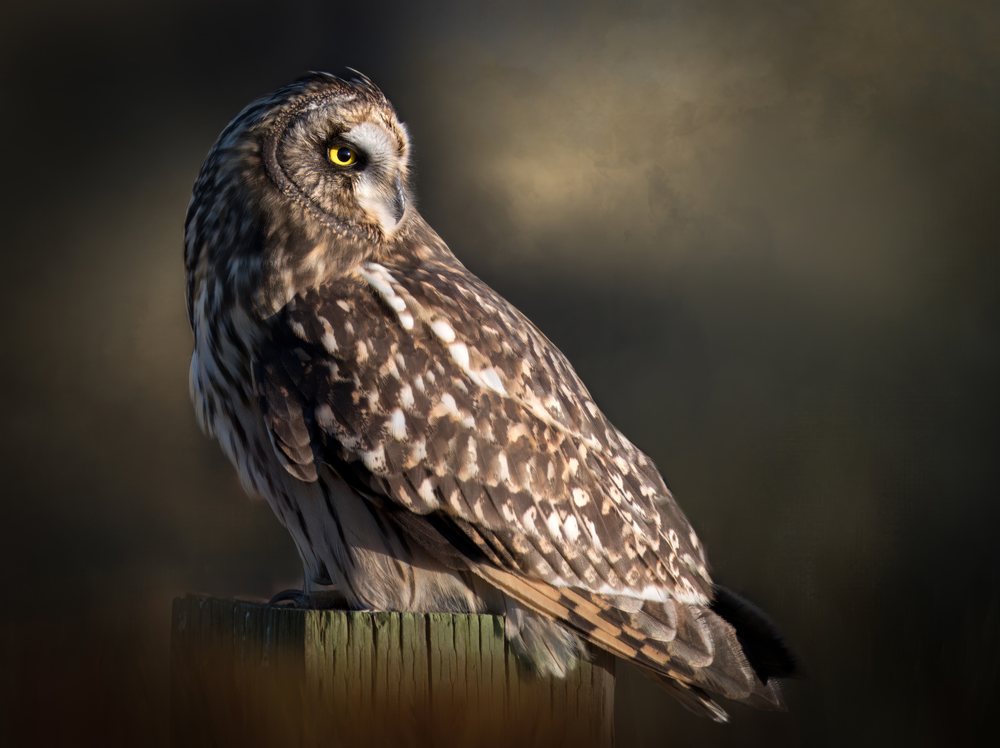 Short-eared owl perched on a weathered wood post in natural daylight in the USA with detailed feather patterns and distinct yellow eyes.