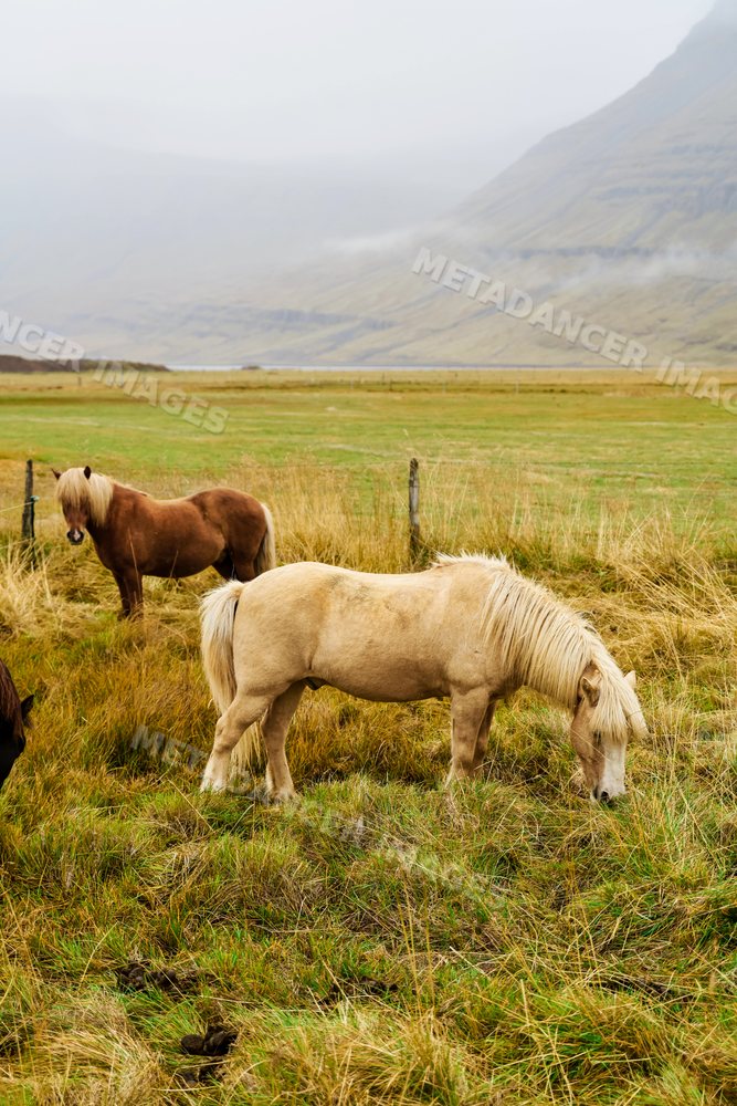 Horses grazing in a grassy field with mountains