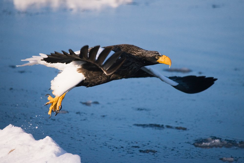 Stellers sea eagle flying low over water with snow in a winter wildlife scene, Japan, Asia.