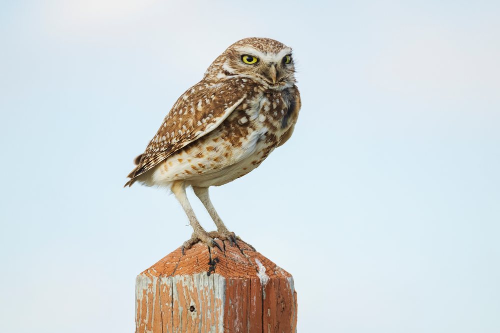 Burrowing Owl with brown and white spotted feathers perched on a weathered wooden post with peeling paint in Prairie Dog State Park, Storm Chasing, Weather, Environment, Norton, Kansas, USA.
