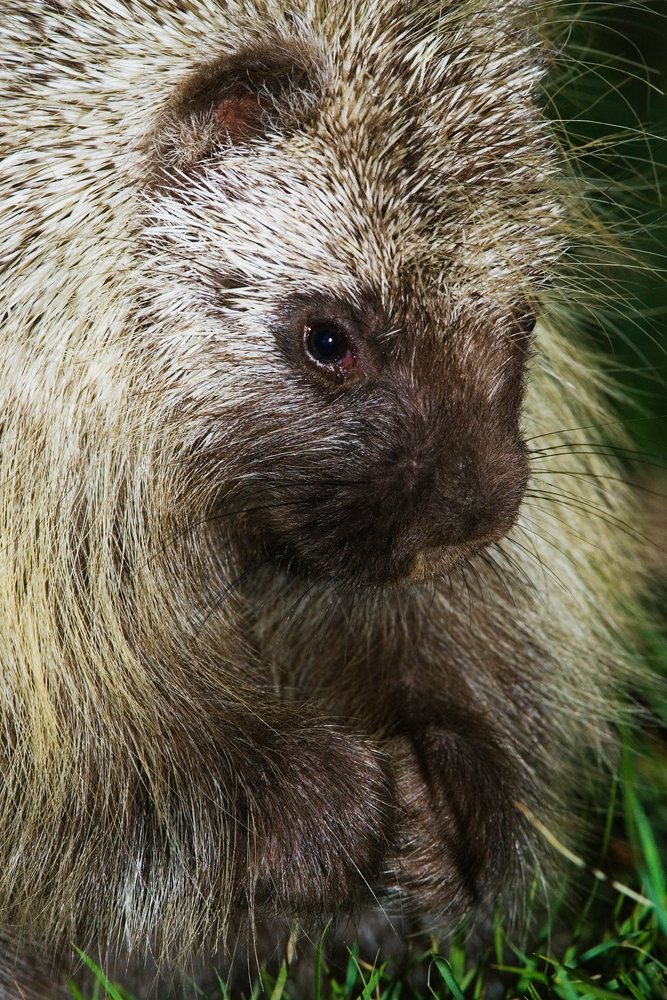 Close-up of a porcupine with sharp spines and brown fur in its natural habitat among grass in Texas wildlife, USA.