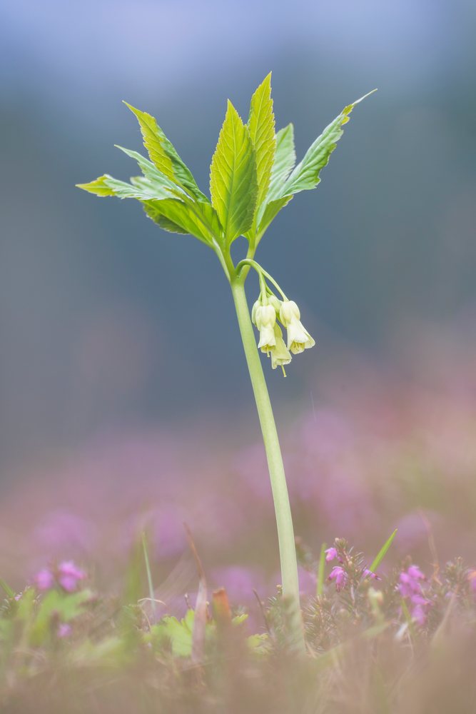 Single Nine-leaved Toothwort plant with yellow flowers and green leaves flowering in a meadow, Landscape, Slovenia, Europe, Balkans.