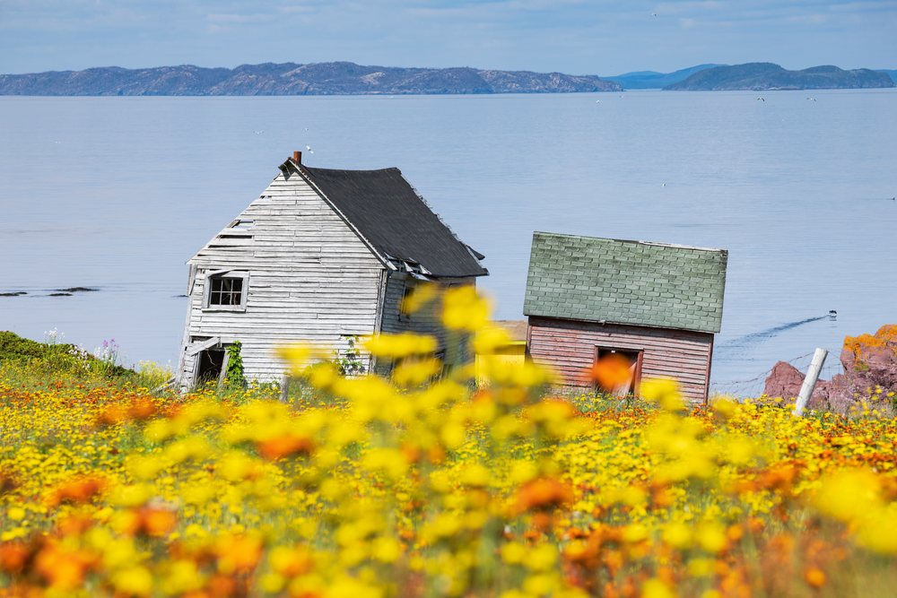 Two abandoned wooden houses with different colored roofs stand among dense yellow and orange wild flowers by the calm sea, Newfoundland, Landscape, Cityscape, Lifestyle, Open Hall - red Cliff, Newfoundland & Labrador, Canada.
