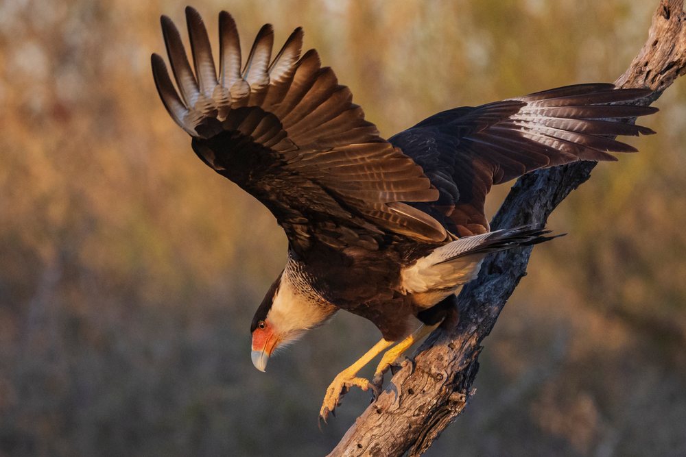 Crested Caracara with spread wings perches on a dead tree branch in Santa Clara Ranch, Wildlife, McCook, Texas, USA.