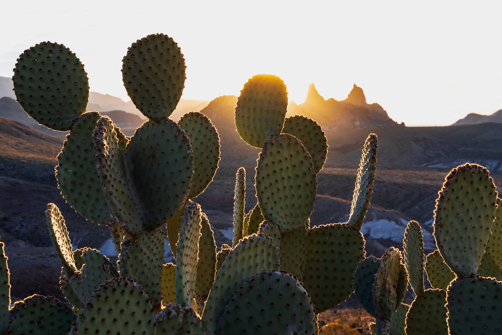 Prickly pear cactus plants silhouetted at Sunrise near the Mule Ears rock formations in Big Bend National Park, landscape, wildlife, Texas, USA.