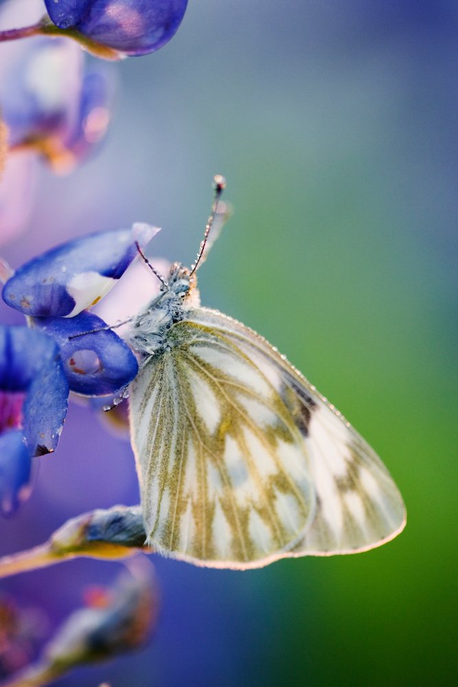 Butterfly rests on purple lavender flowers adorned with dew drops outdoors, Texas, USA.