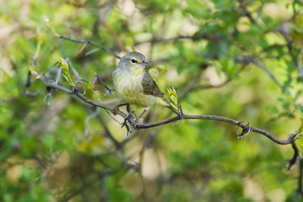 Small warbler with olive-green and yellowish feathers perches on a textured tree branch, wildlife, Texas, USA.