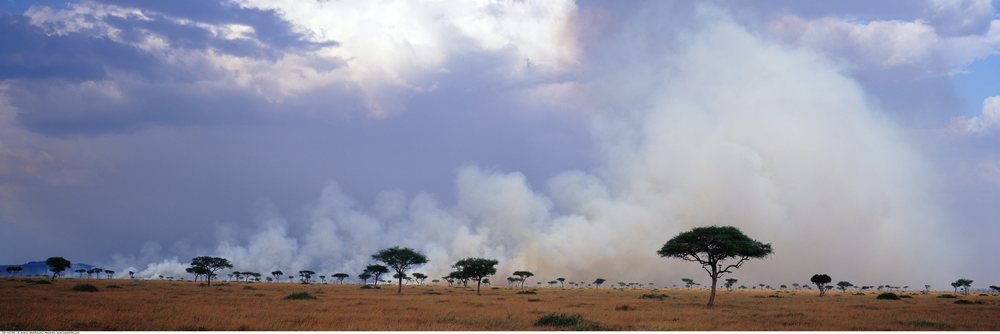 Bush fire produces a large smoke cloud over the savanna with scattered acacia trees, Kenya, Africa.