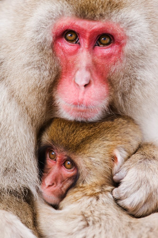 Japanese macaque mother hugging her baby closely in a winter wildlife setting, Japan, Asia.