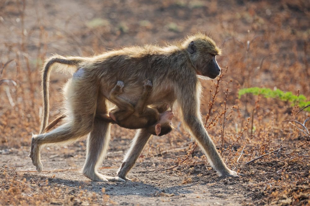 Adult Baboon walking on dry ground, with suckling baby clinging to its abdomen, Wildlife, Mfuwe, South Luangwa National Park, Zambia.