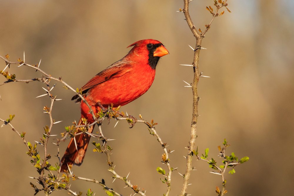 Northern Cardinal with vivid red plumage perched on a thorny branch at Santa Clara Ranch during daylight, Wildlife, McCook, Texas, USA.