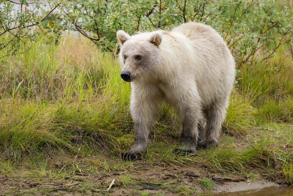 Alaskan Brown bear walking along a grassy and muddy riverbank near bushes and shrubs, Katmai National Park, Alaska, USA.
