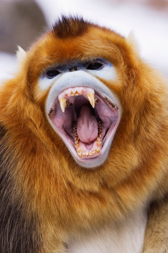Golden monkey yawning with mouth open showing teeth and tongue, Shaanxi Province, China.