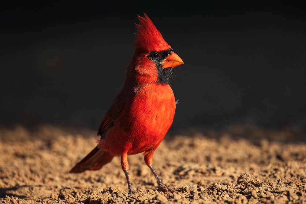Male Cardinal bird with red plumage and black face markings standing on brown soil in natural habitat, Wildlife, Rio Grande City, Texas, USA.