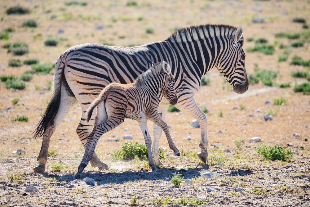 Mother Zebra and her young walk together across dry savanna grassland at Etosha National Park in Namibia under sunlight, landscape, wildlife, Kunene Region.