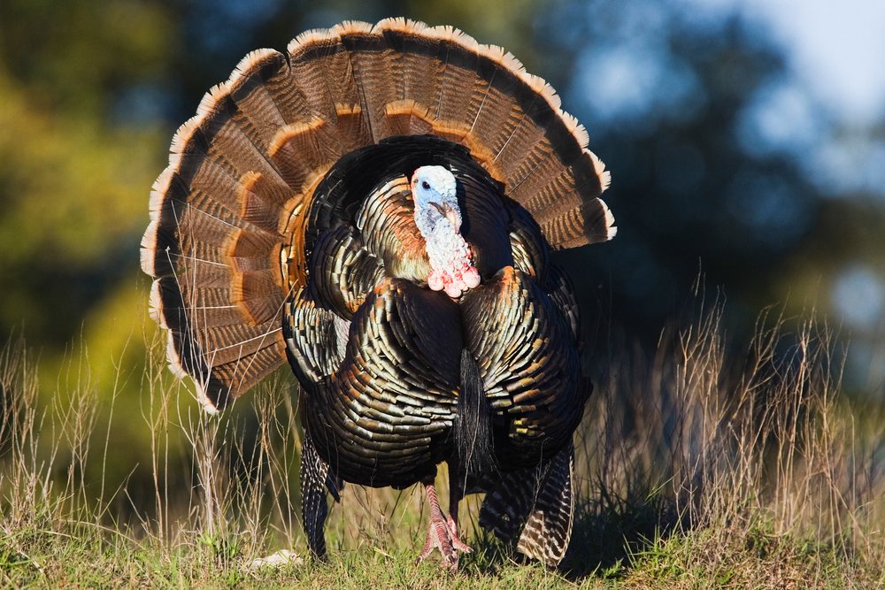 Wild male turkey with fan tail feathers standing on grass in a Texas outdoor natural environment during spring, wildlife, USA.