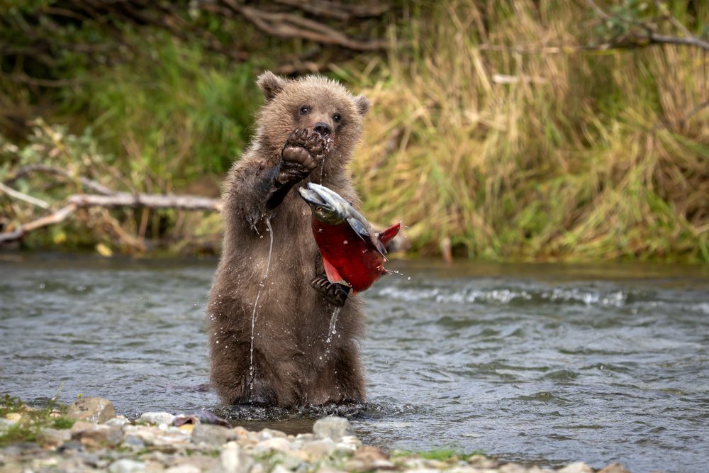 Alaskan Brown bear cub catching a salmon in a river, Katmai National Park, Alaska, USA.