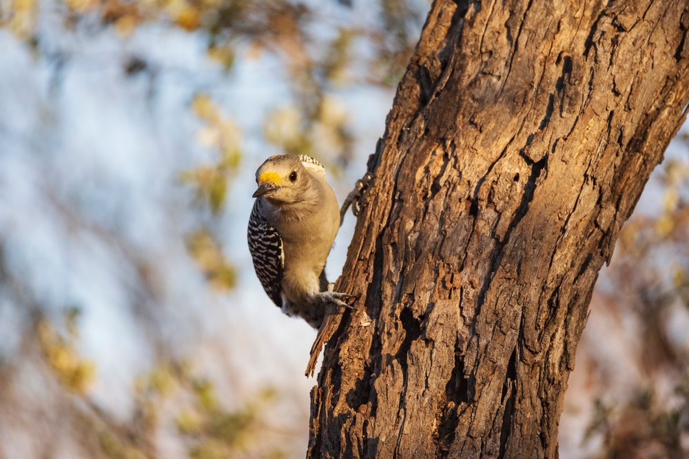 Yellow-fronted woodpecker perched on tree bark in Rio Grande Valley at Santa Clara Ranch, Wildlife, Texas, USA.