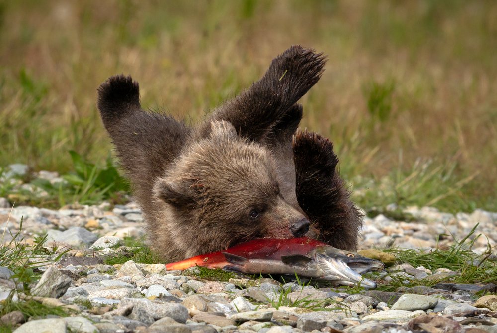 Alaskan Brown bear cub feeding on a freshly caught salmon on the riverbank, Katmai National Park, Alaska, USA.