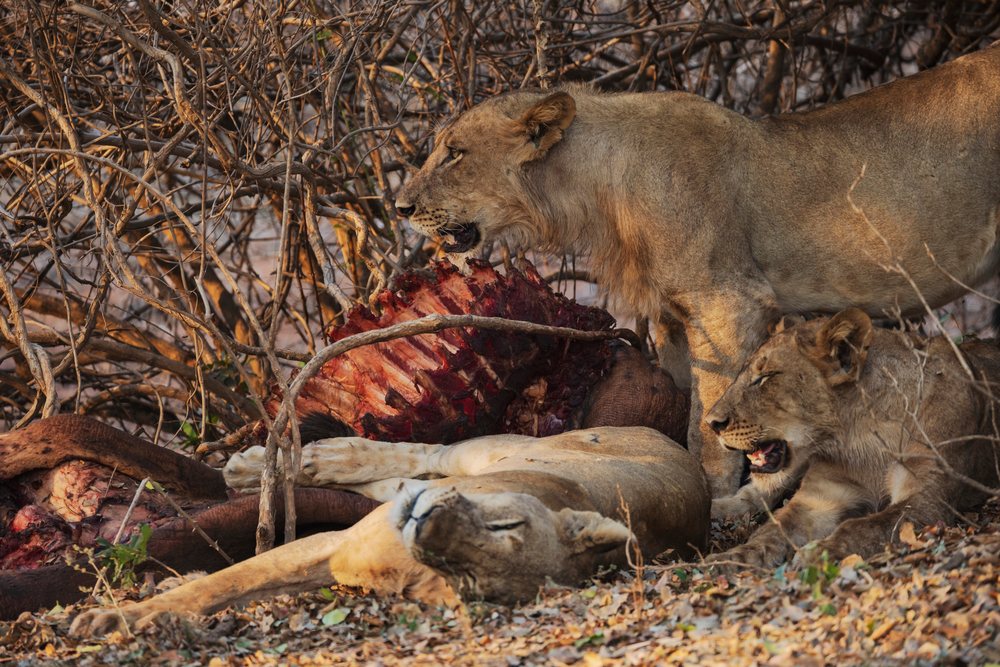Three Nsefu pride lions feeding on a partially eaten Hippo carcass, Africa, during daytime, Wildlife, Mfuwe, South Luangwa National Park, Zambia.