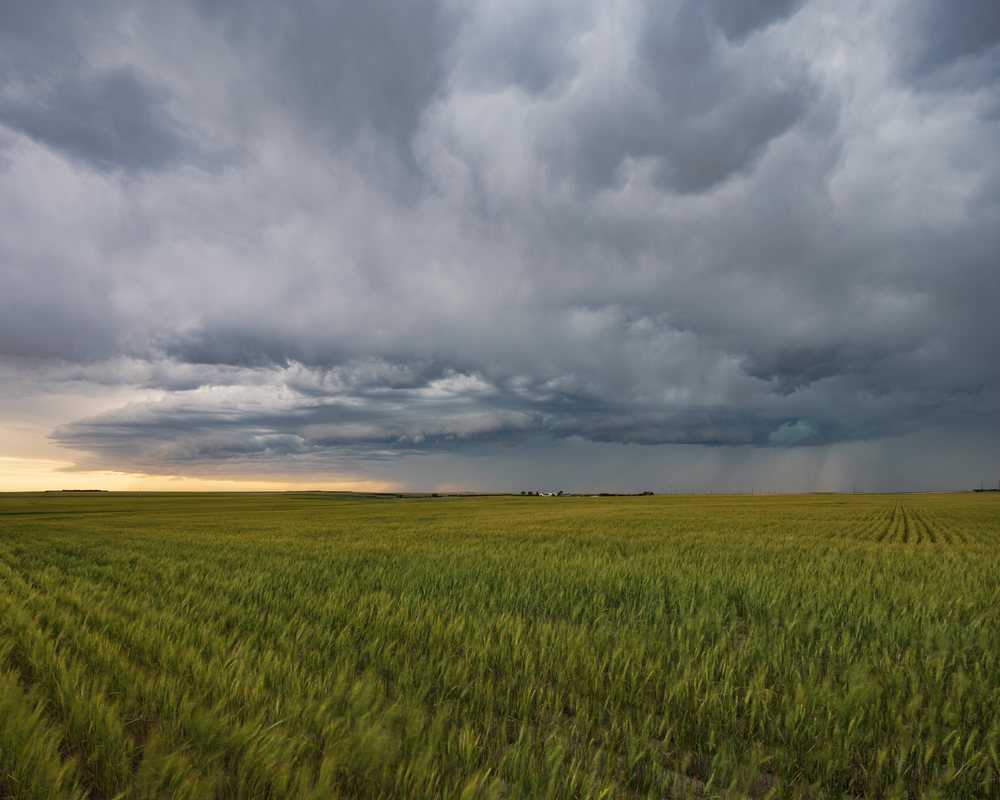 Storm clouds gather over a Wheat Field, in the USA's Tornado Alley Great Plains with distant rainfall under a sunset glow, Fleming, Oklahoma.
