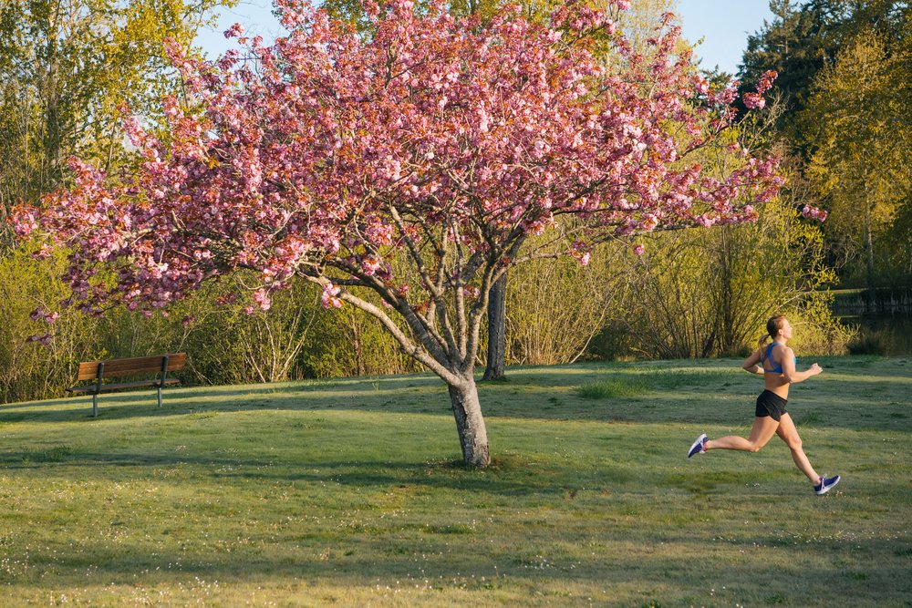 Female Runner jogging past a blossoming cherry tree near a bench in a park, Washington in spring morning, Bainbridge Island, USA.