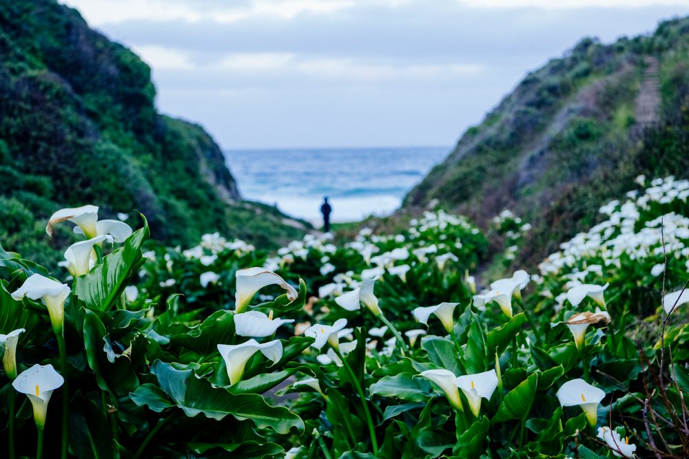 Calla lilies bloom in a narrow valley with hills and an ocean view, Garrapata State Park, California, USA.