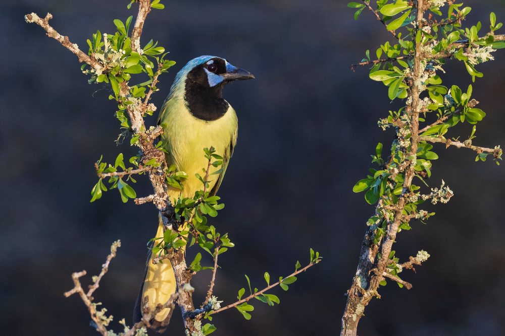 Green Jay with vivid blue, yellow, and black feathers perches on a leafy tree branch with lichen at Santa Clara Ranch, Wildlife, McCook, Texas, USA.