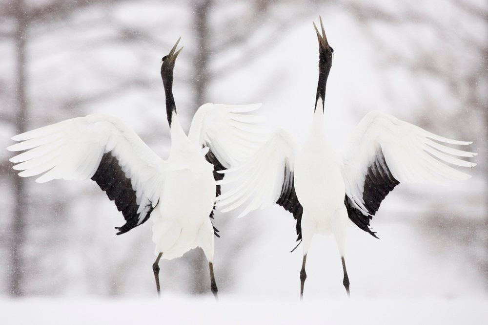 Two red crowned cranes stand on snow with spread wings and open beaks during winter, Hokkaido, Japan.