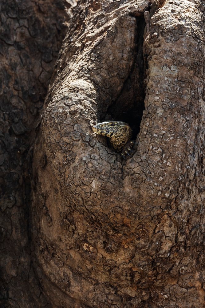 Monitor lizard peeks from a Tree Hollow, Wildlife, Mfuwe, South Luangwa National Park, Zambia.
