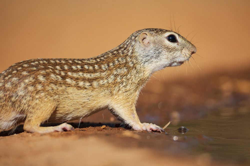 Close-up of a Mexican Ground Squirrel drinking water near dirt, Wildlife, Rio Grande City, Texas, USA.