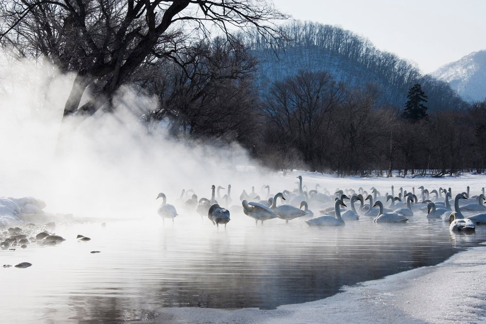 Whooper swans float in a steaming pond, Hokkaido, Japan.