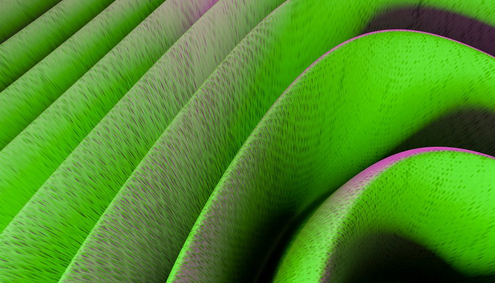 Close-up view of green succulent leaves showing texture and curved leaf edges.