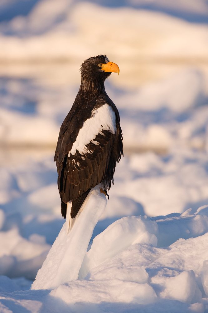Steller's sea eagle perched on an ice floe in a snowy winter landscape, Hokkaido, Japan.