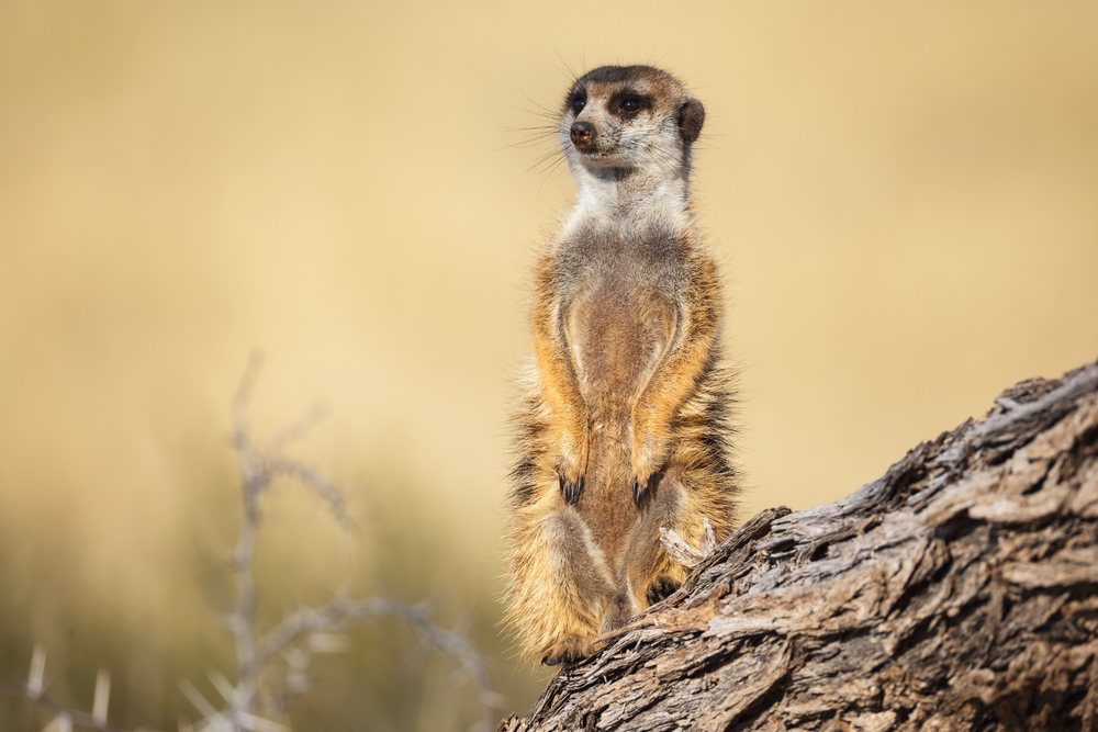 Meerkat standing upright alert on a tree trunk in the dry savanna environment of the Kalahari Research Center, Wildlife, Vanzylsrus, Northern Cape, South Africa.