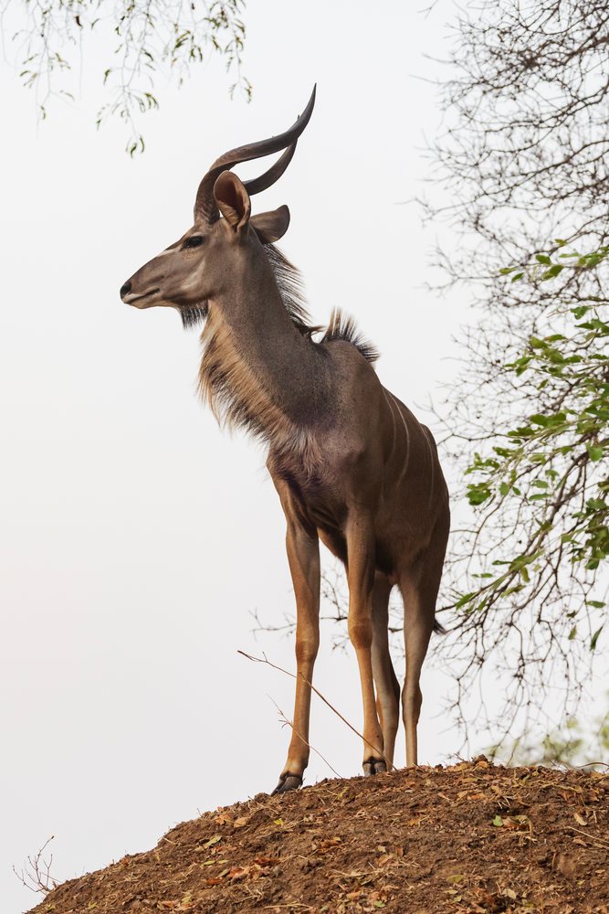 Young Kudu Antelope standing on a mound, Wildlife, Mfuwe, South Luangwa National Park, Zambia.