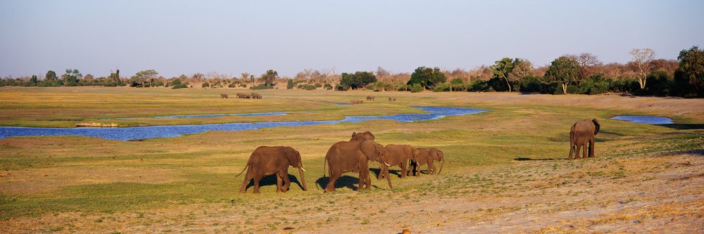 Herd of African elephants including adults and calves walk across a river's grassy savannah landscape under clear daylight, Herd Elephants Botswana, Africa.