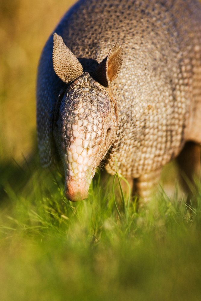 Close-up of an armadillo standing on grass in Texas wildlife, USA.
